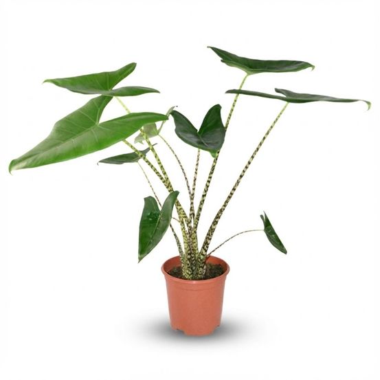 Alocasia zebrina - pot de 21cm - hauteur 70-75cm - plantes d'intérieur