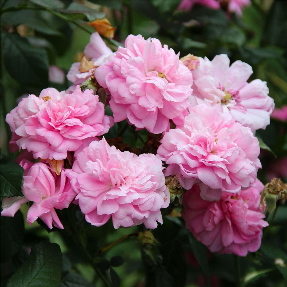 Rosier ancien de damas 'trigintipetala kazanlik' pot de 4l/5l