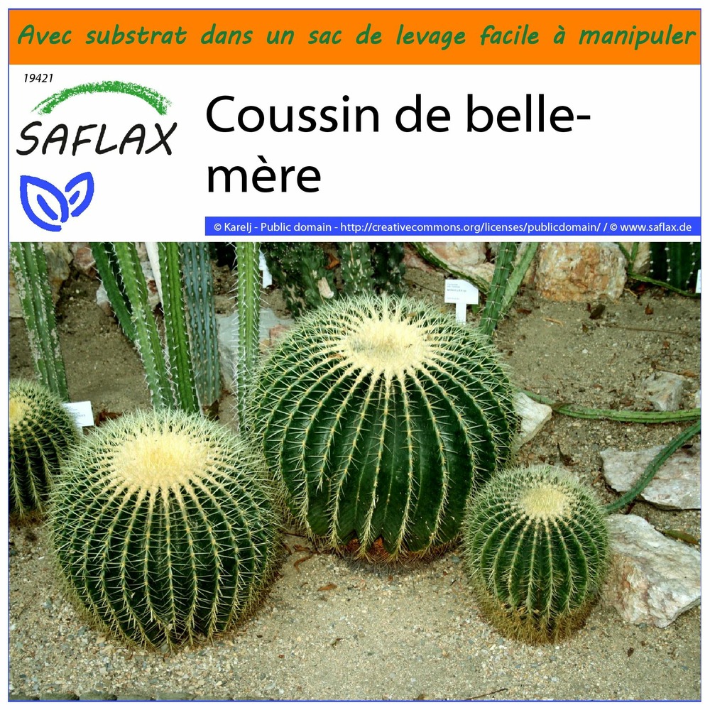 Garden in the bag - coussin de belle-mère - 40 graines - echinocactus grusonii