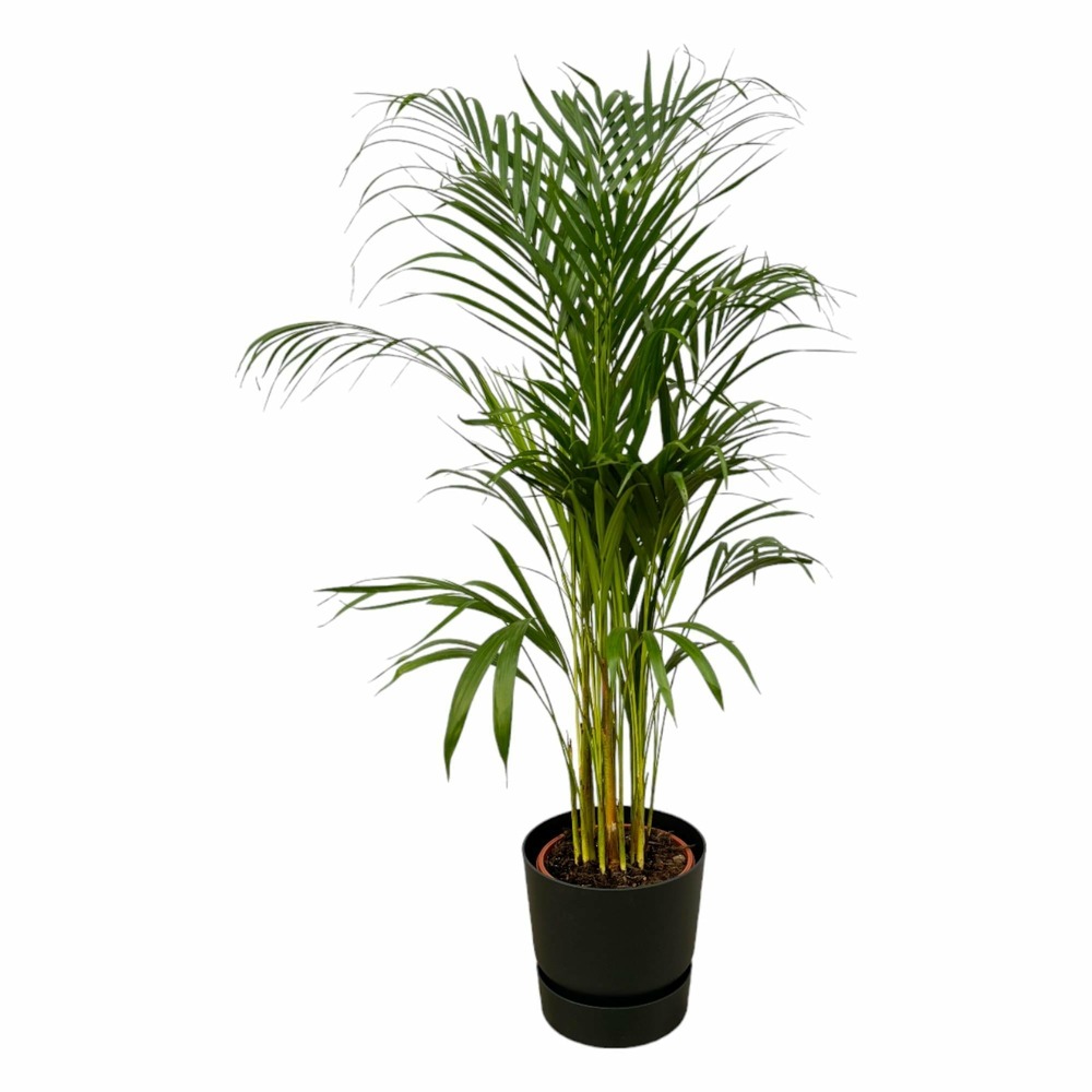 Grand palmier areca et son pot - hauteur 85cm