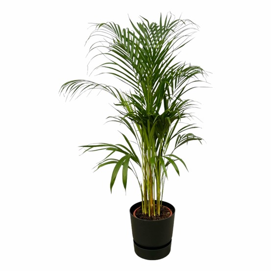Grand palmier areca et son pot - hauteur 85cm