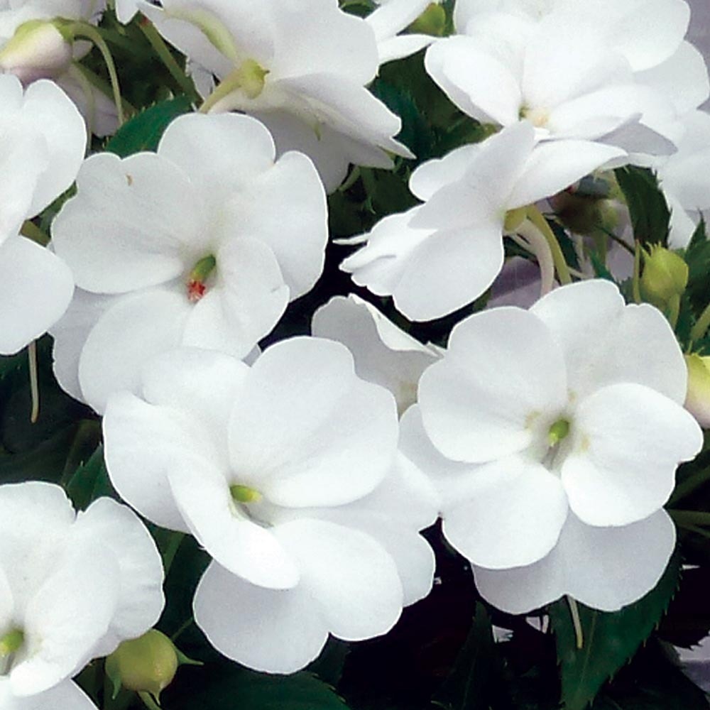 Balsamine, impatience 'sunpatiens vigorous clear white ' mini-motte ø 3/4 cm (par 5)