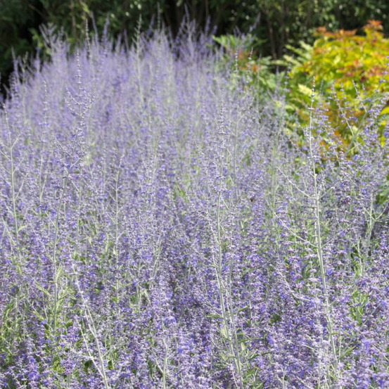 Lavande d'afghanistan blue spire, sauge russe, perovskia pot de 3l - 40/60 cm