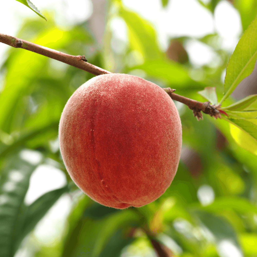Prunus persica reine des vergers - pêcher 120 cm en pot