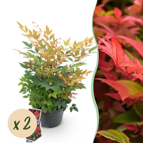 Bambou sacré 'gulf stream' - lot de 2 - pot 17 cm - hauteur 40 cm - plante d'extérieur