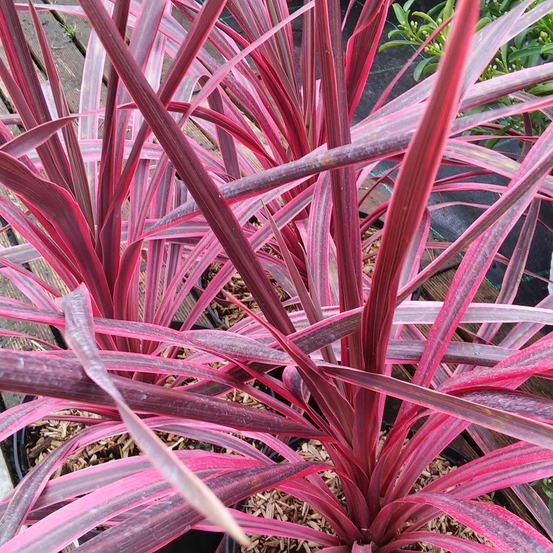 Cordyline 'pink passion' pot de 4l/5l