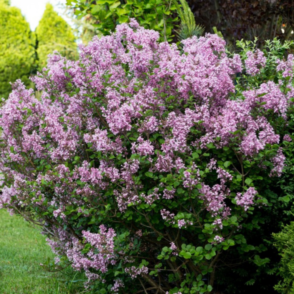 Lilas microphylla superba - syringa microphylla superba 40/50 cm pot 3l