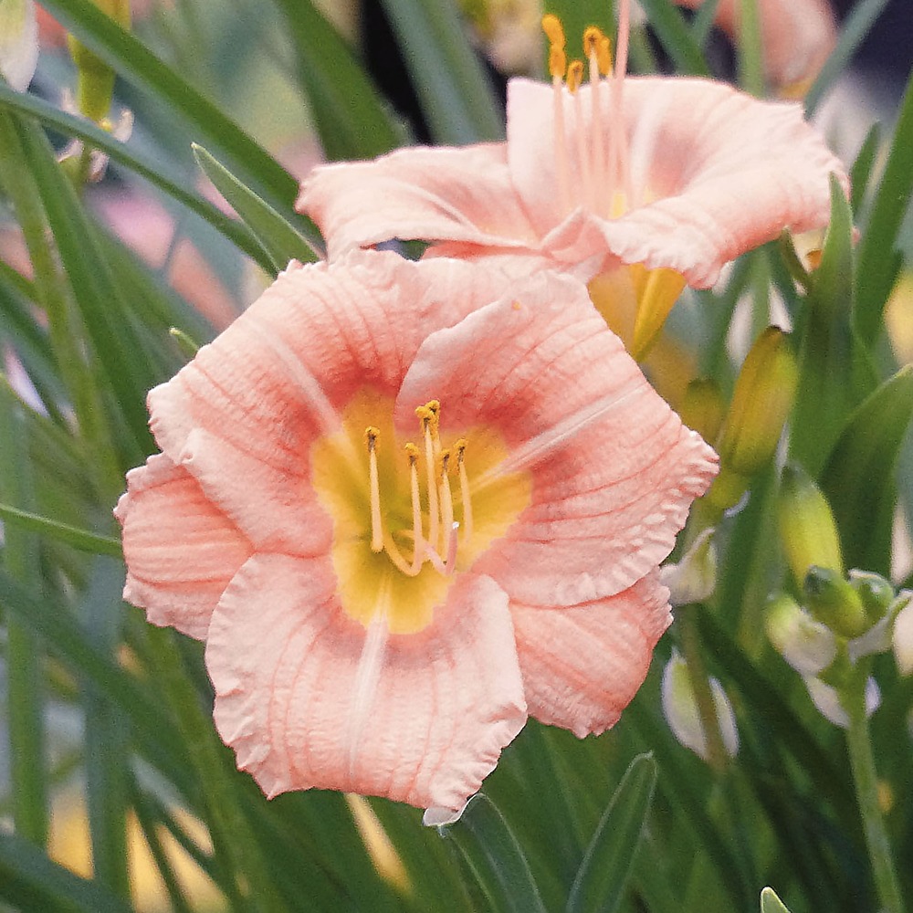 Hemerocallis everydaylily rose - lis d'un jour godet de 8/9 cm