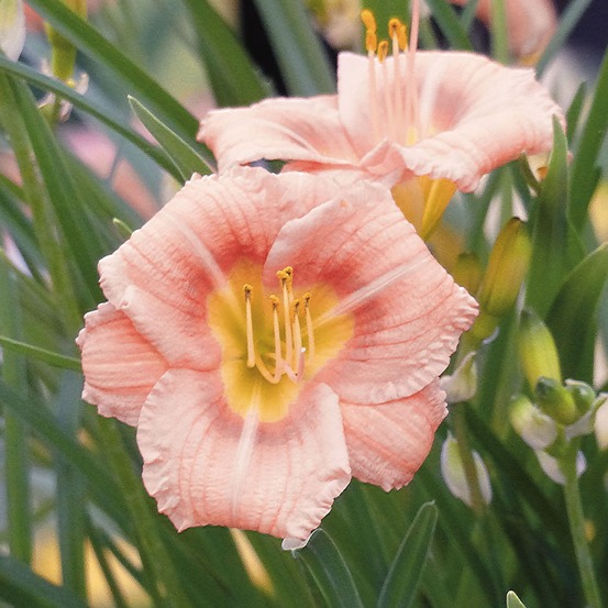 Hemerocallis everydaylily rose - lis d'un jour godet de 8/9 cm