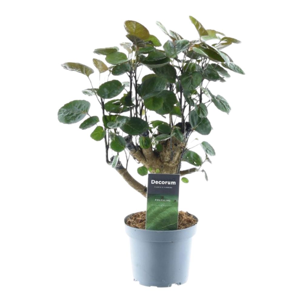 Polyscias fabian - plantes d'intérieur