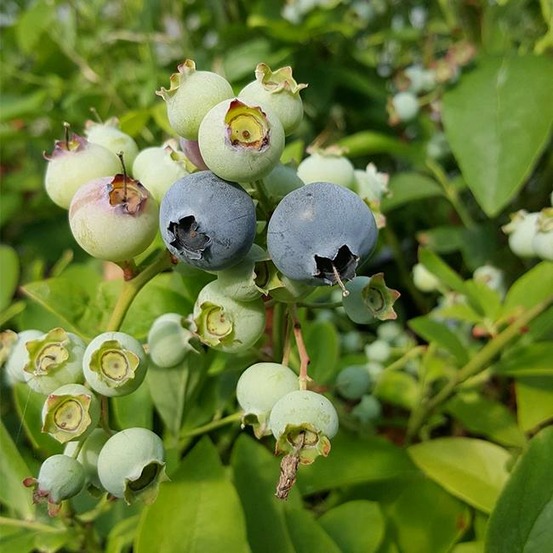 Myrtille arbustive hardy blue - vaccinium corymbosum 3l - 60/90cm