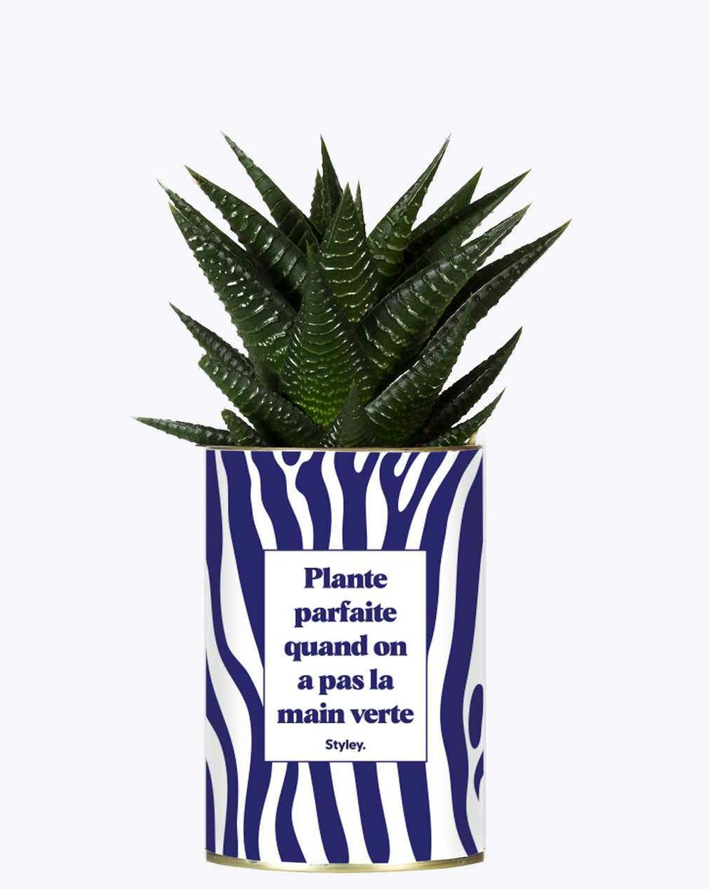 Plante drôle - plante parfaite quand on a pas la main verte - cactus