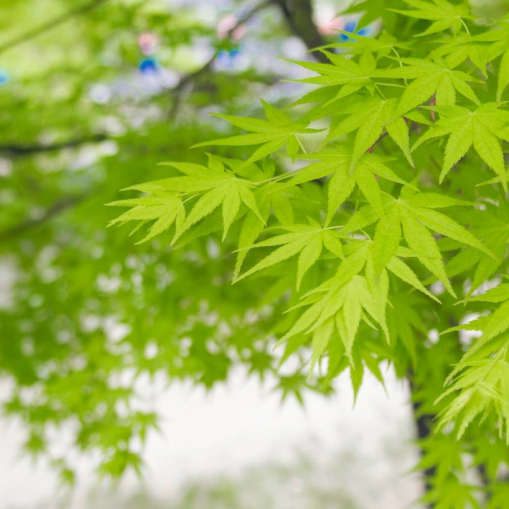 Érable du japon summer gold, acer palmatum pot de 4l - 40/60 cm