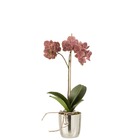 Orchidee + pot plastique/ciment rose fonce/argent