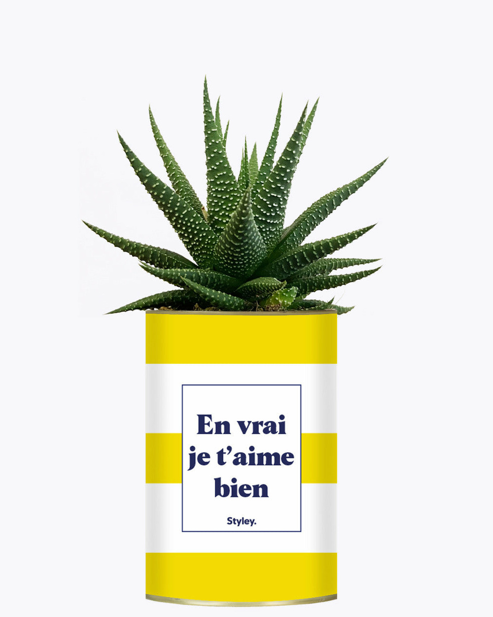 Plante drôle - en vrai je t'aime bien - cactus