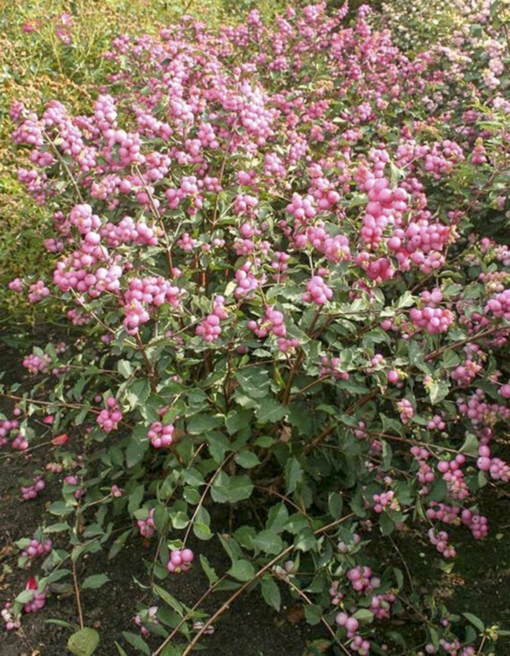 Symphorine 'amethyst' pot de 2l/3l