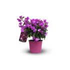 Bougainvillier touffe - plante fleurie - ↕ 40-50 cm - ⌀ 17 cm - plante d'extérieur