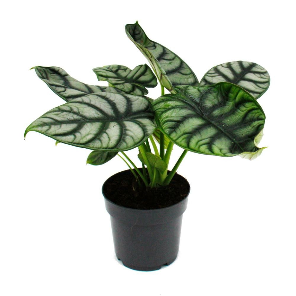 Alocasia baginda silver dragon - racine tropicale - alocasia - silver dragonscale arrow leaf - pot de 12cm