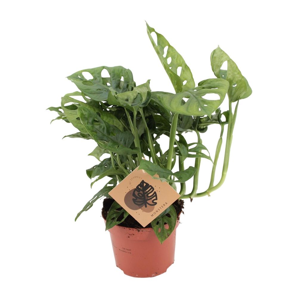 Monstera monkey - ø12cm - ↕30cm - plantes d'intérieur