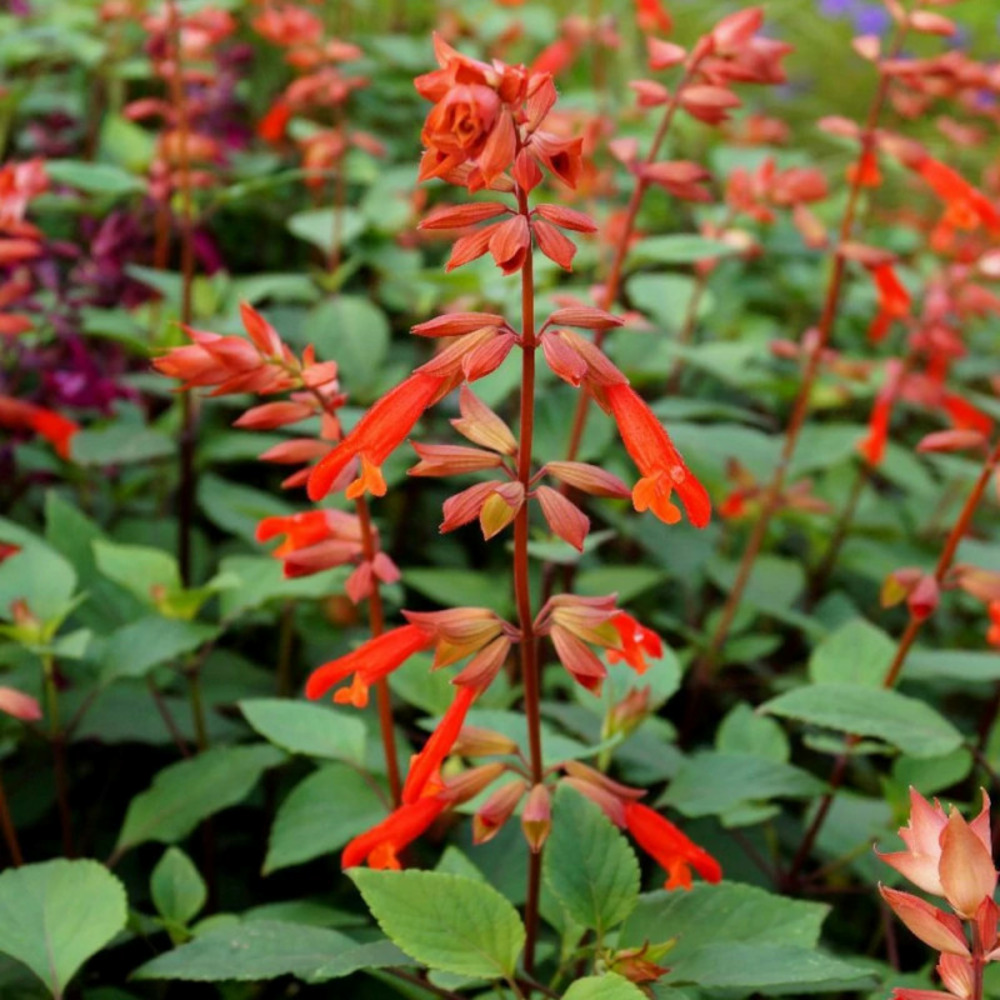 Sauge ember's wish lot de 3 godets