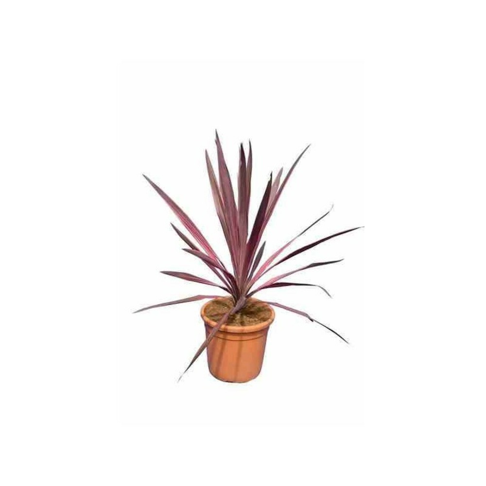 Cordyline australis splendeur méridionale pot de 7 litres ? 60/80 cm