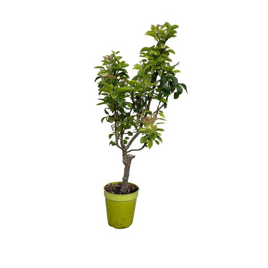 Poirier nain 80/100 cm