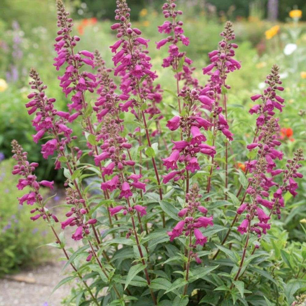 Penstemon pen purple lot de 3 godets