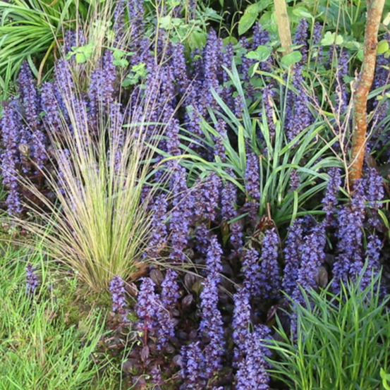 Bugle rampante pourpre, ajuga lot de 3 godets