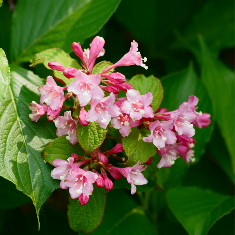 Weigela rosea - weigela rosea 40/60 cm pot 3l