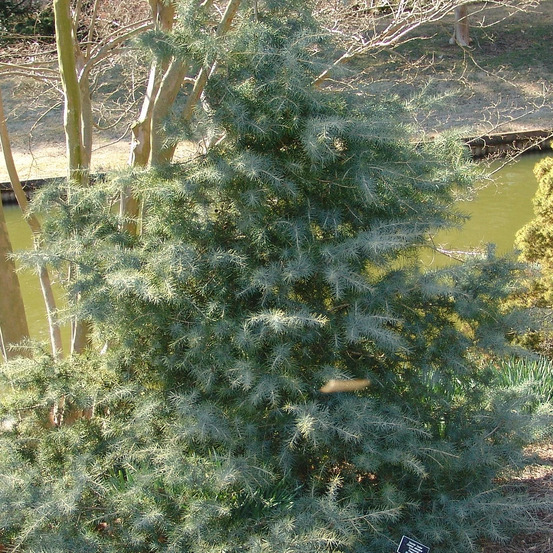 Cèdre de l'himalaya, cedrus deodara pot de 7,5l - 100/150 cm