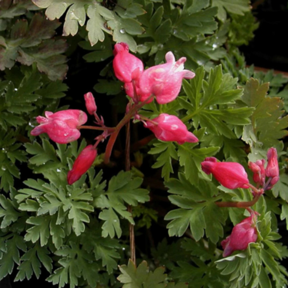 Coeur de marie luxuriant, dicentra lot de 3 godets
