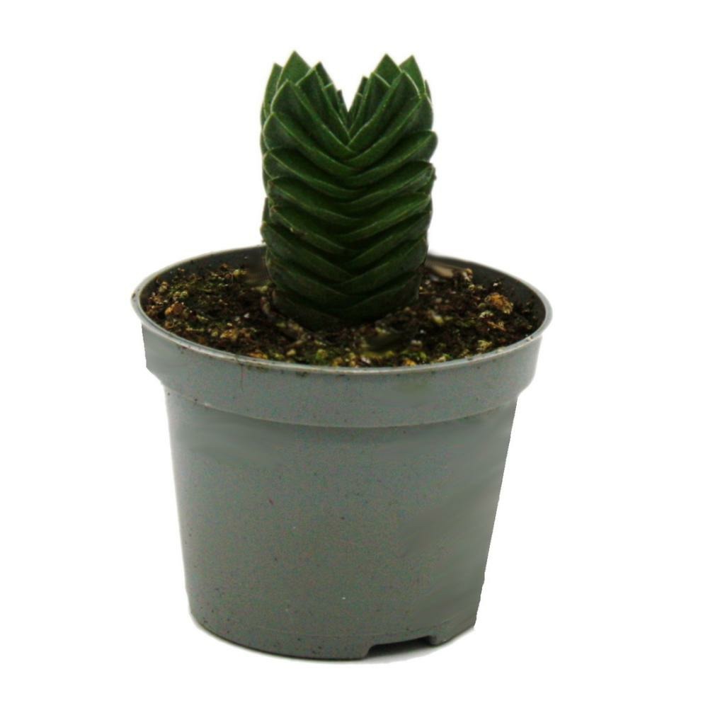 Succulente - crassula buddha's temple - mini feuilles épaisses - pot de 6cm