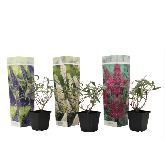 Arbre à papillons - set de 3 - buddleja davidii - hauteur 25-40cm - ⌀9cm