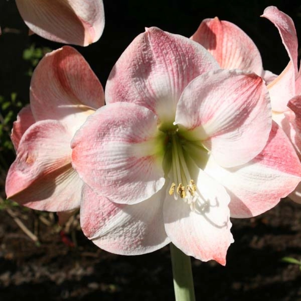 Amaryllis belladonne 'apple blossom' bulbe calibre 30/32, extra