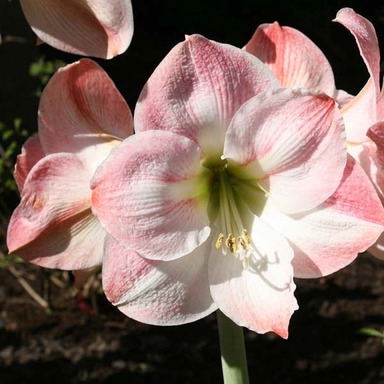 Amaryllis belladonne 'apple blossom' bulbe calibre 30/32, extra