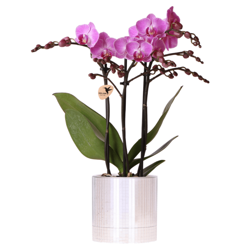 Orchidée phalaenopsis 'vienna' violette (phalaenopsis) - pot de 9cm - disco irisé - plantes d'intérieur