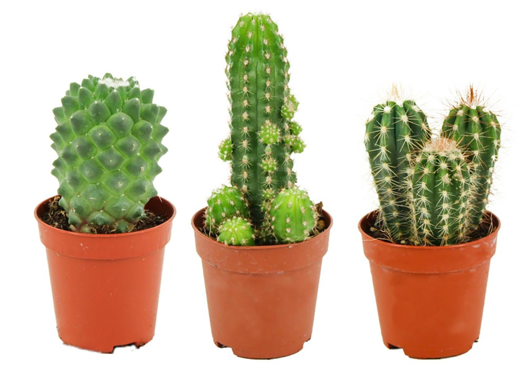 Trio de cactus h5,5cm