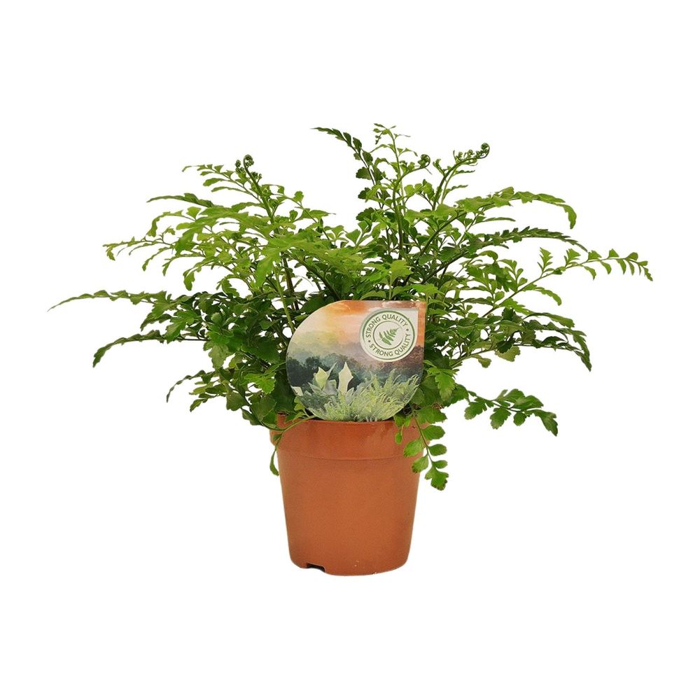 Asplenium parvati - ø12cm - ↕35cm - plantes d'intérieur