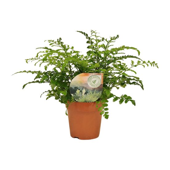 Asplenium parvati - ø12cm - ↕35cm - plantes d'intérieur
