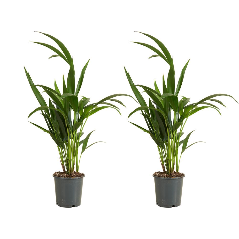 Lot de 2 - howea forsteriana - kentia palm - plantes d'intérieur - 40-60 cm de haut - pot 13 cm