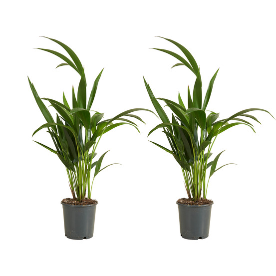 Lot de 2 - howea forsteriana - kentia palm - plantes d'intérieur - 40-60 cm de haut - pot 13 cm