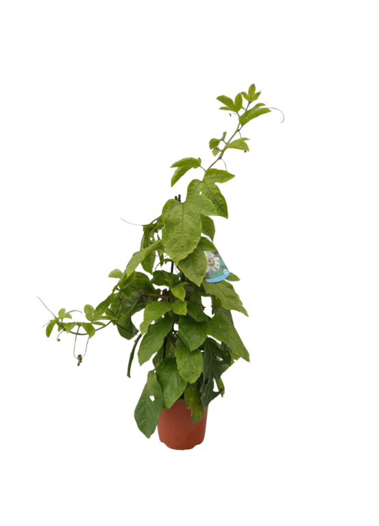 Passiflore / maracujá-fruit de la passion en pot 14 cm 3 litres 60 à 70 cm