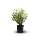 Yucca rostrata - plante méditerranéenne - ↕ 50-60 cm - ⌀ 16 cm - plante d'extérieur