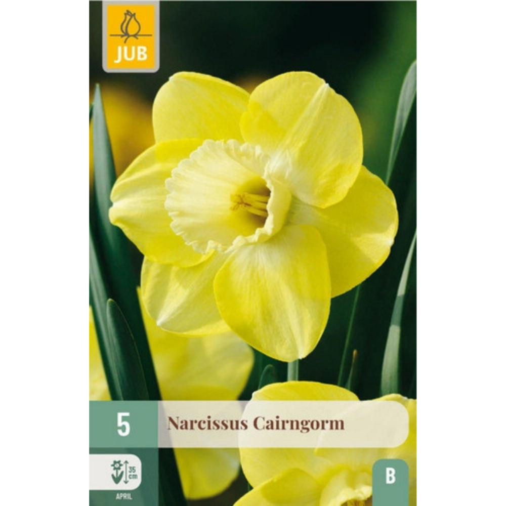 5 bulbes narcisse narcissus cairngorm jaune