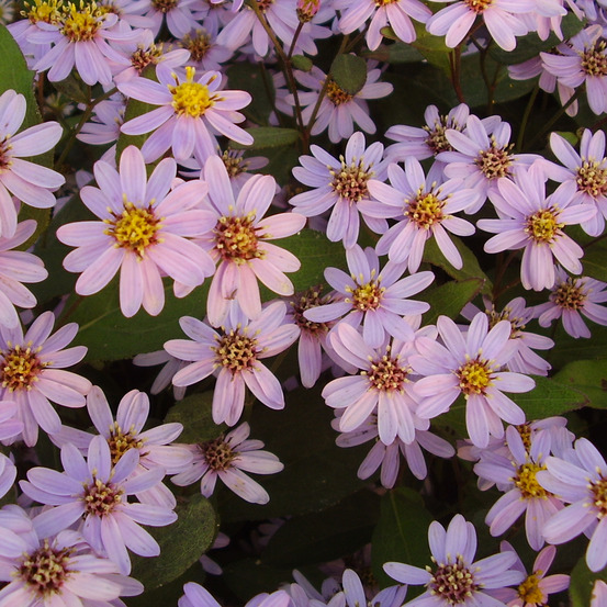 Aster 'harry schmidt' godet de 8/9 cm