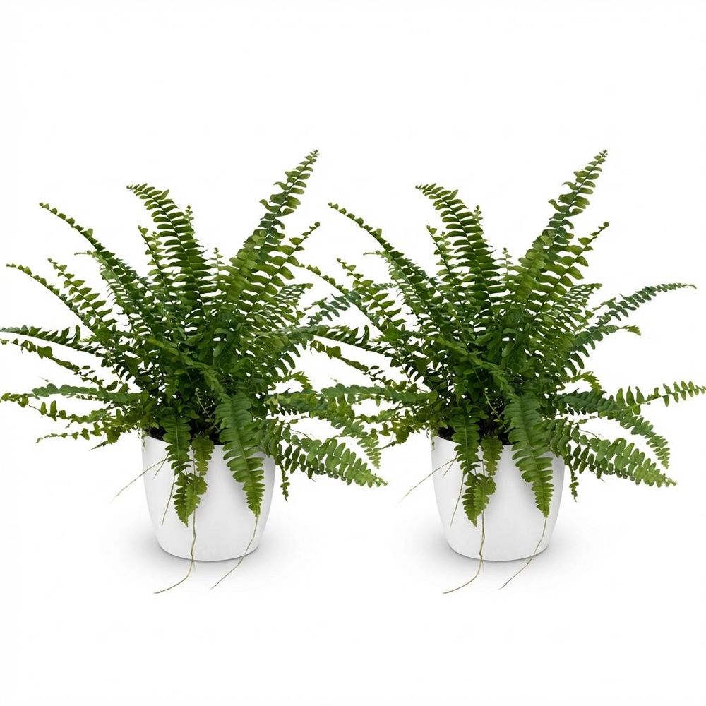 Nephrolepsis exaltata green lady - pet-friendly - pot de 12cm - hauteur 25-30cm