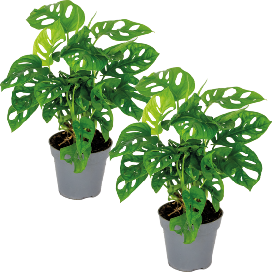 Lot de 2 - monstera adansonii - monkey leaf - plante grimpante - 20-30 cm de haut - pot 12 cm