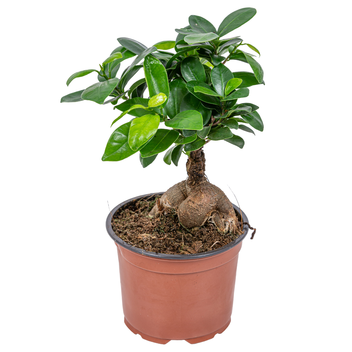 Ficus 'ginseng' - bonsaï - facile d'entretien - attire le regard - ⌀12 - ↕35 cm