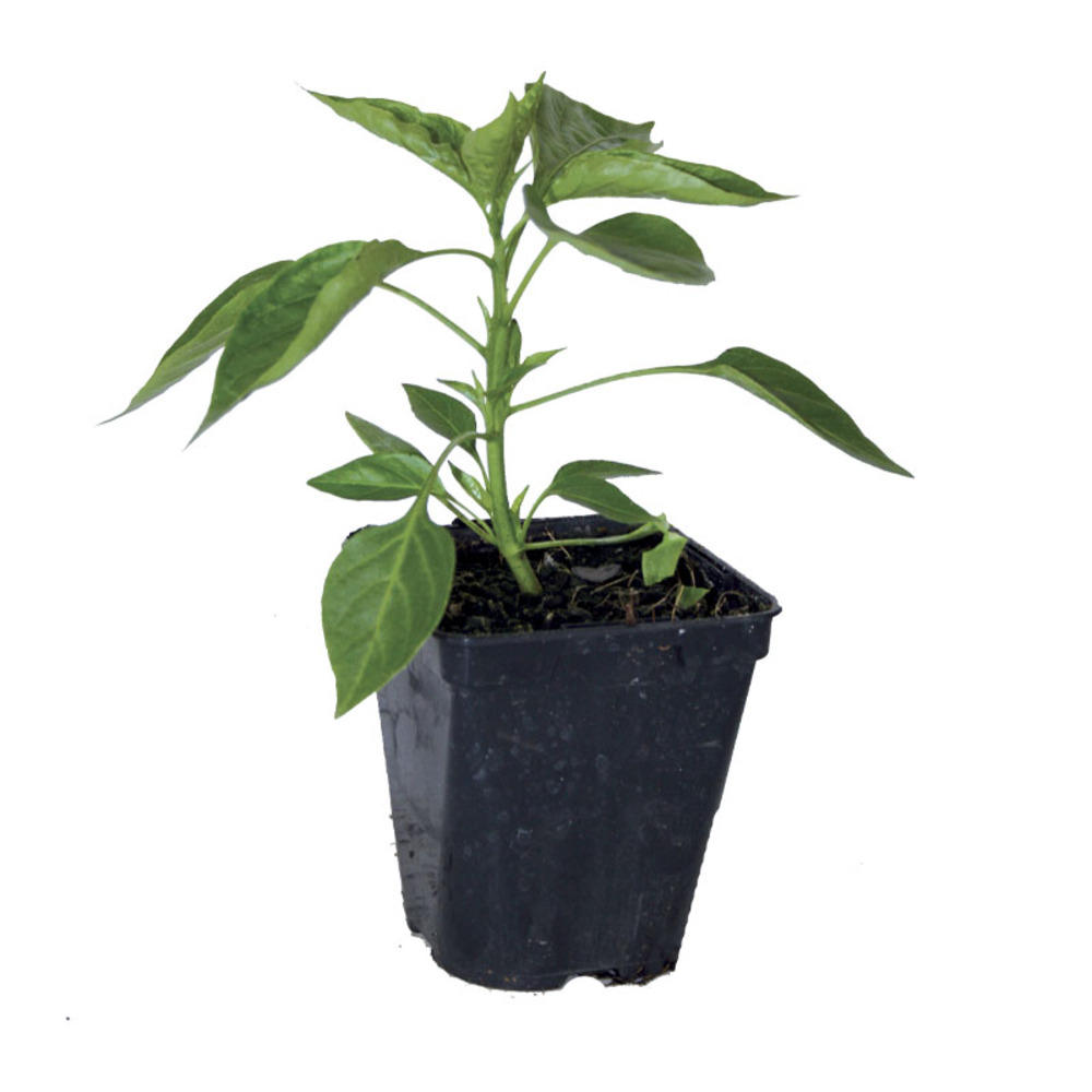 Plant de poivron favolor f1 pot 0,5 l