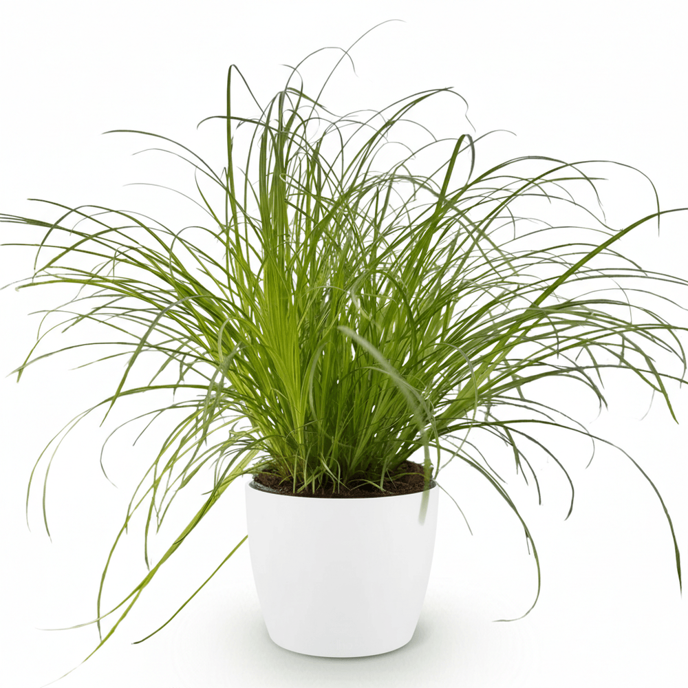 Cyperus alternifolius zumula - pet-friendly - pot de 12cm - hauteur 20cm